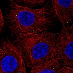 Cathepsin X/Z/P Antibody, Novus Biologicals:Antibodies:Primary Antibodies